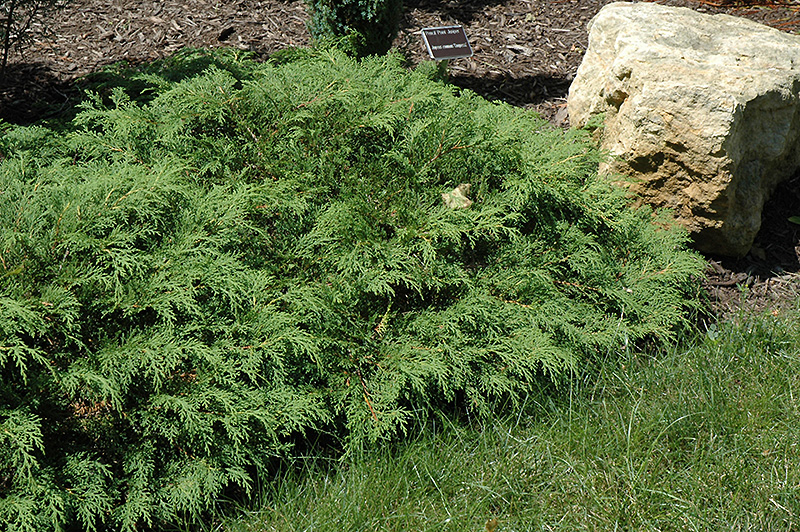 Russian Cypress (Microbiota decussata) at Ritchie Feed & Seed Inc.