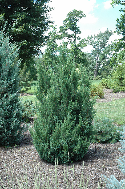 Blue Point Juniper (Juniperus chinensis 'Blue Point') at Ritchie Feed & Seed Inc.