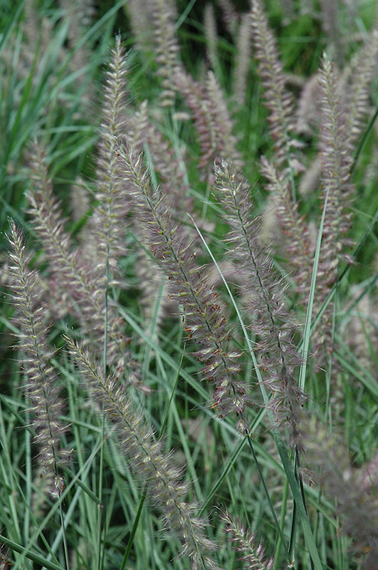 Karley Rose Oriental Fountain Grass (Pennisetum orientale 'Karley Rose') at Ritchie Feed & Seed Inc.