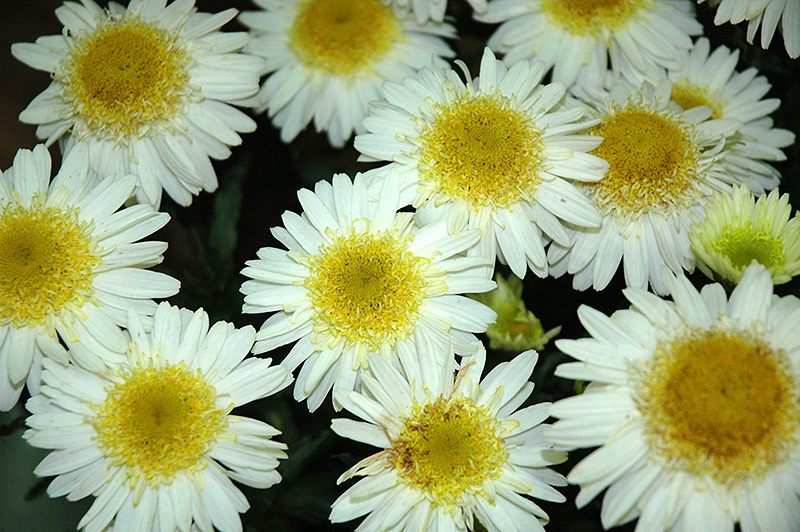 Real Glory Shasta Daisy (Leucanthemum x superbum 'Real Glory') at Ritchie Feed & Seed Inc.