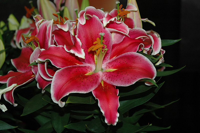 After Eight Lily (Lilium 'After Eight') at Ritchie Feed & Seed Inc.