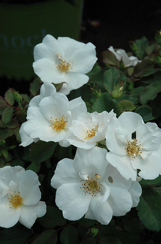 White Knock Out Rose (Rosa 'Radwhite') at Ritchie Feed & Seed Inc.