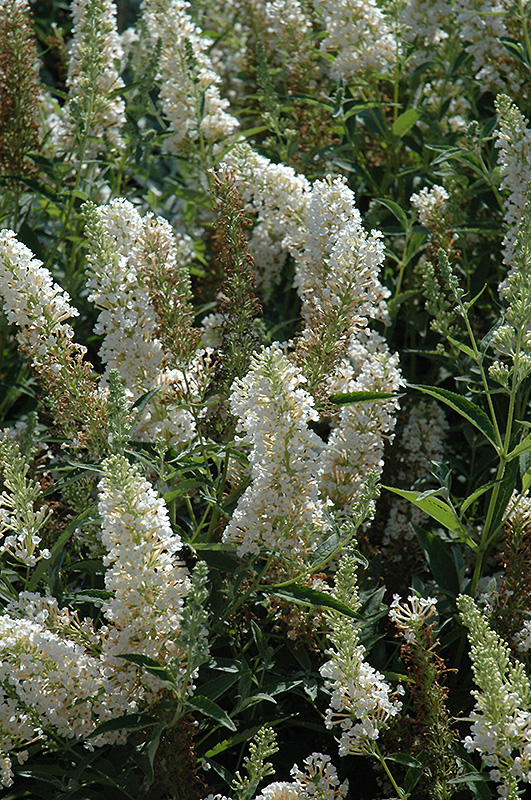 Buzz Ivory Butterfly Bush (Buddleia davidii 'Tobuivo') at Ritchie Feed & Seed Inc.