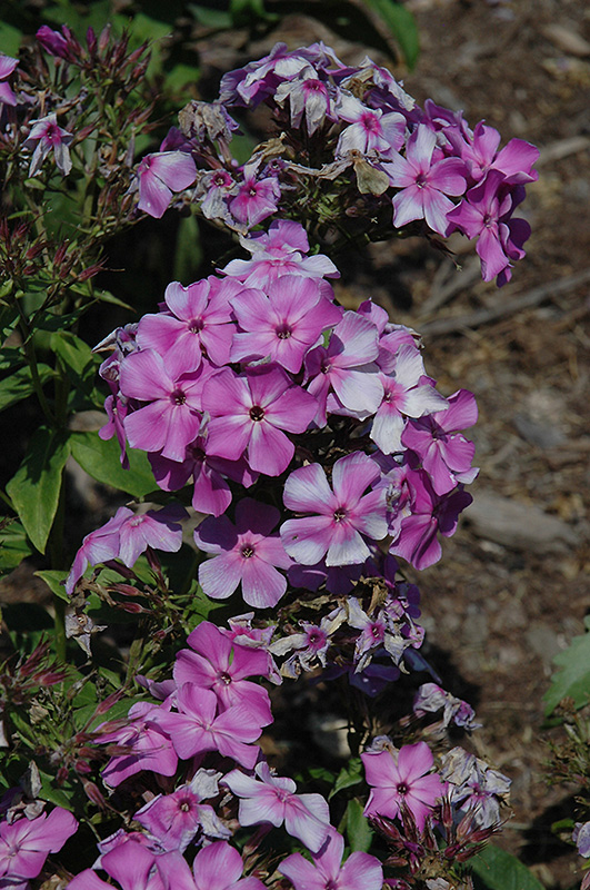 Violet Flame Garden Phlox (Phlox paniculata 'Barsixtyone') at Ritchie Feed & Seed Inc.