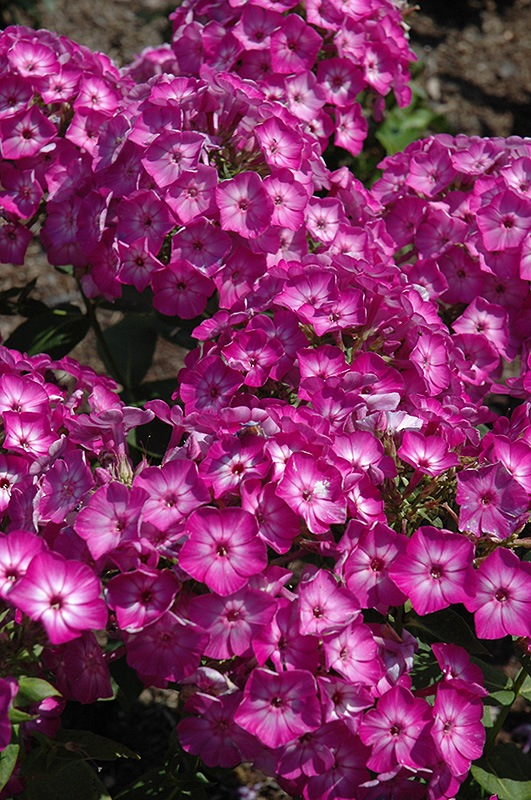 Early Start Purple Garden Phlox (Phlox paniculata 'Early Start Purple') at Ritchie Feed & Seed Inc.