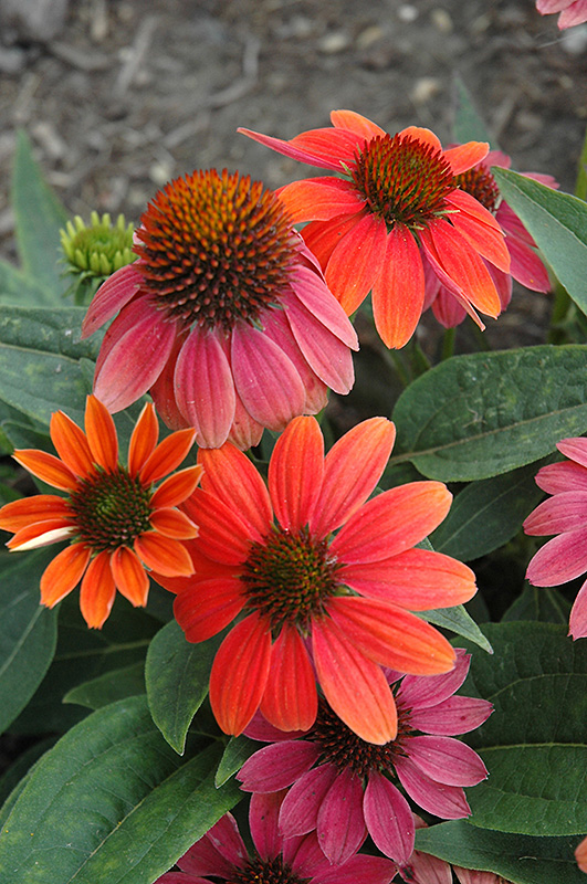 Sombrero Hot Coral Coneflower (Echinacea 'Balsomcor') at Ritchie Feed & Seed Inc.