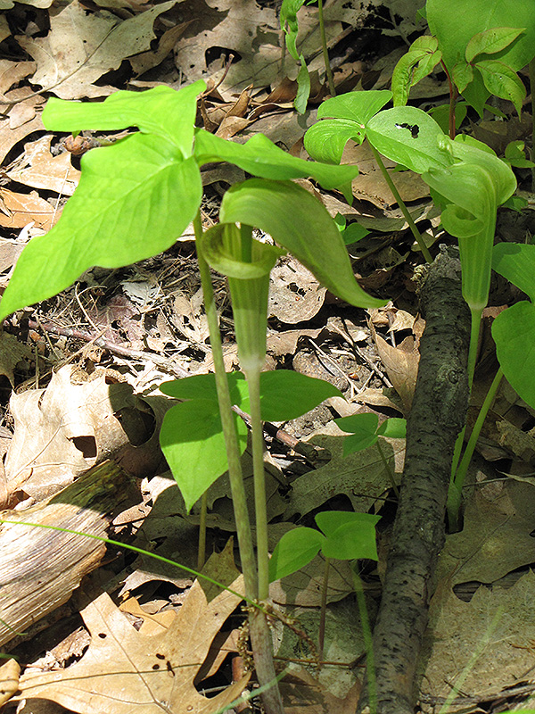 Green Japanese Jack-In-The-Pulpit (Arisaema triphyllum 'ssp. triphyllum') at Ritchie Feed & Seed Inc.