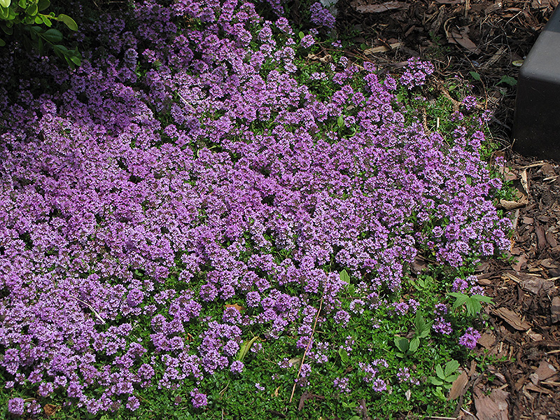 Purple Carpet Creeping Thyme (Thymus praecox 'Purple Carpet') at Ritchie Feed & Seed Inc.
