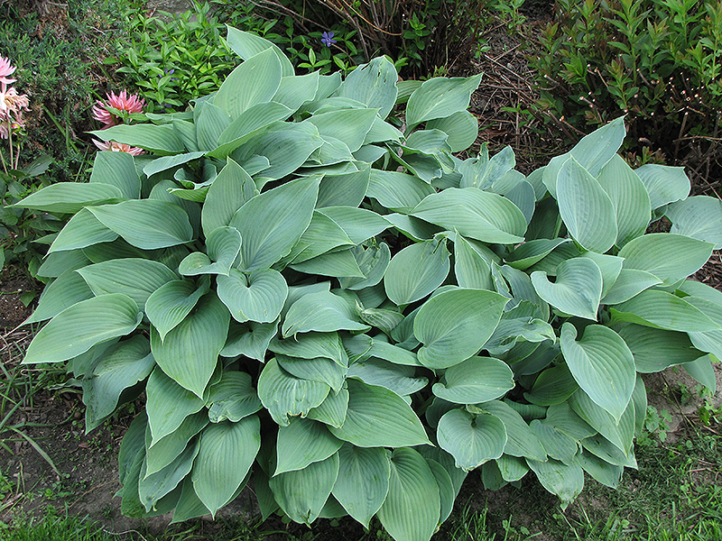 Halcyon Hosta (Hosta 'Halcyon') at Ritchie Feed & Seed Inc.