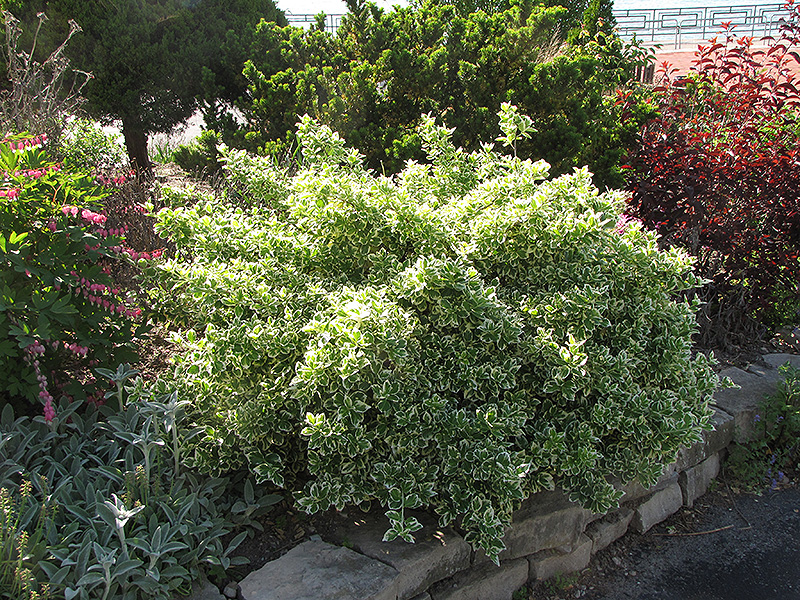 Emerald Gaiety Wintercreeper (Euonymus fortunei 'Emerald Gaiety') at Ritchie Feed & Seed Inc.