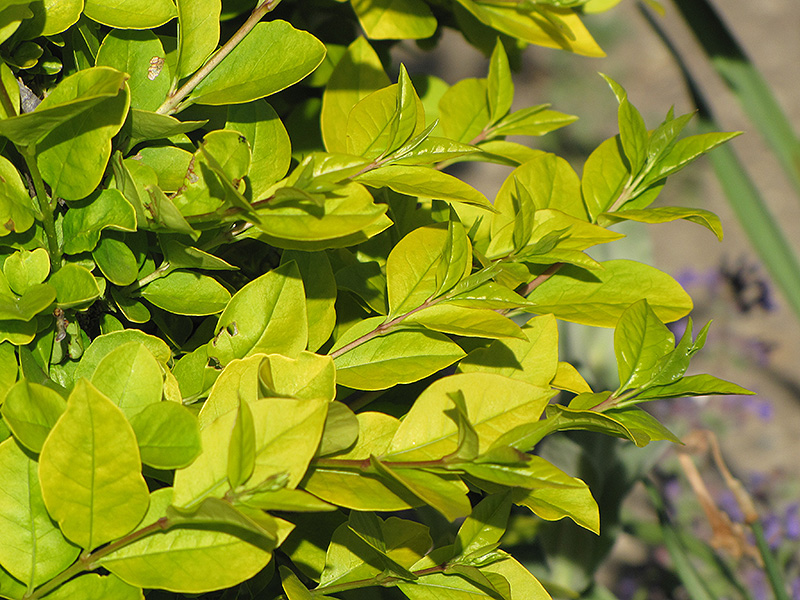 Golden Privet (Ligustrum x vicaryi) at Ritchie Feed & Seed Inc.