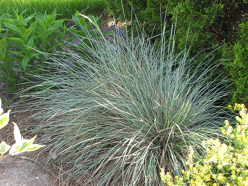 Sapphire Blue Oat Grass (Helictotrichon sempervirens 'Sapphire') at Ritchie Feed & Seed Inc.