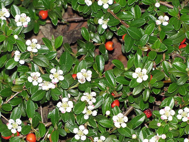 Coral Beauty Cotoneaster (Cotoneaster dammeri 'Coral Beauty') at Ritchie Feed & Seed Inc.