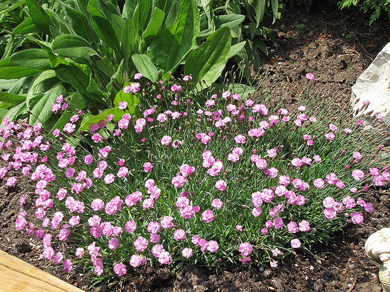 Tiny Rubies Dwarf Mat Pinks (Dianthus gratianopolitanus 'Tiny Rubies') at Ritchie Feed & Seed Inc.
