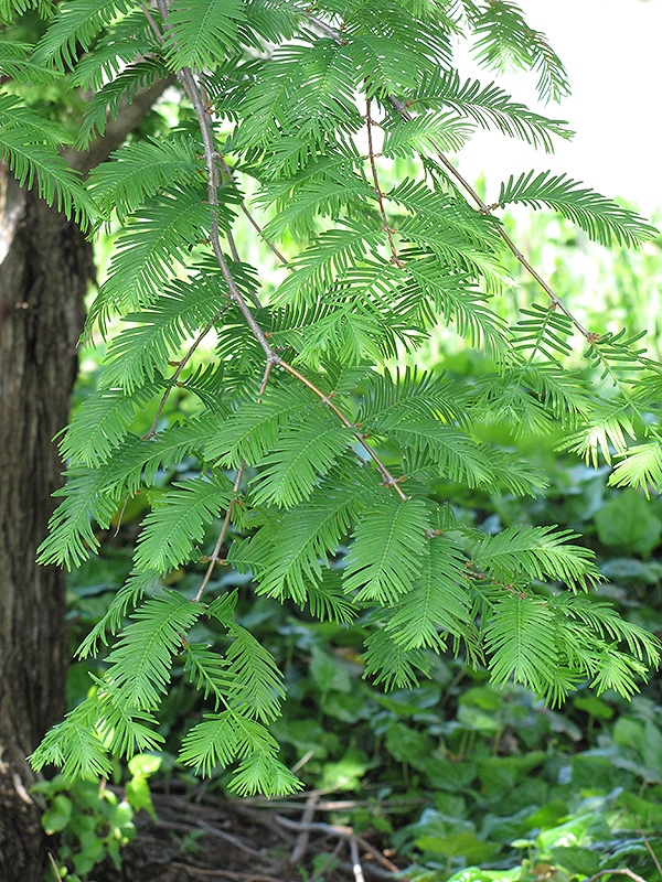 Dawn Redwood (Metasequoia glyptostroboides) at Ritchie Feed & Seed Inc.