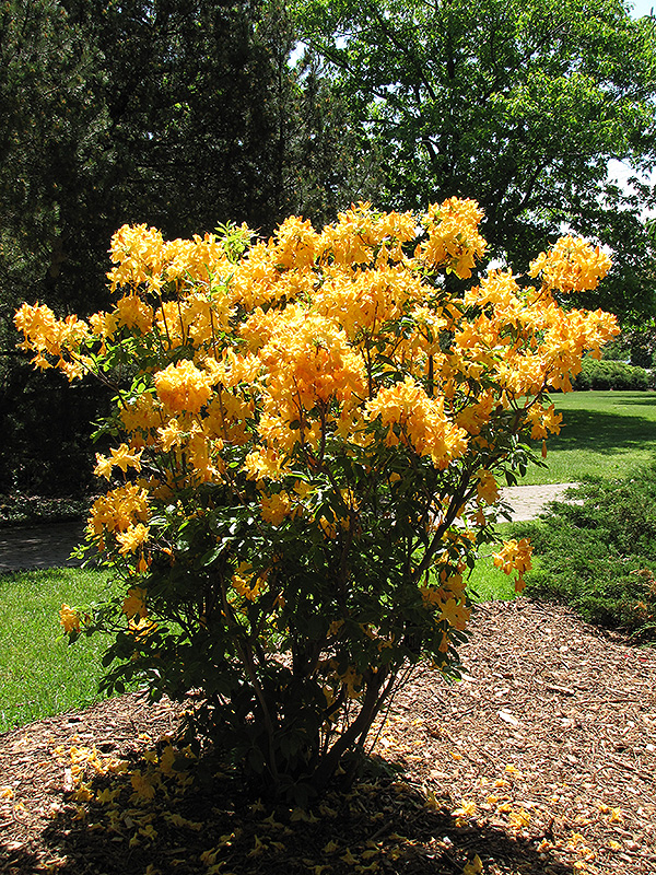 Golden Lights Azalea (Rhododendron 'Golden Lights') at Ritchie Feed & Seed Inc.