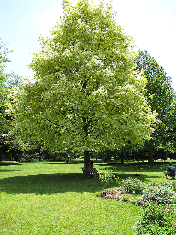 Harlequin Norway Maple (Acer platanoides 'Drummondii') at Ritchie Feed & Seed Inc.
