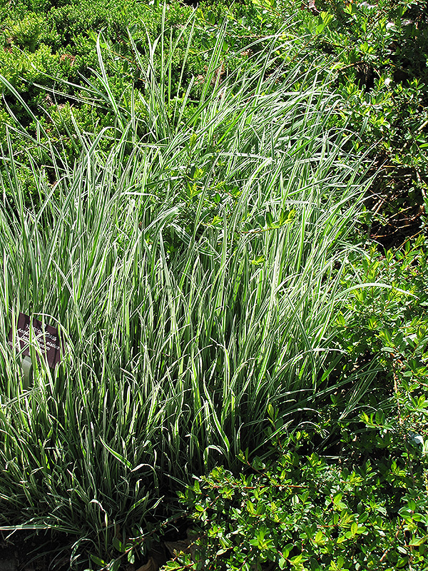 Variegated Oat Grass (Arrhenatherum elatum 'Variegatum') at Ritchie Feed & Seed Inc.
