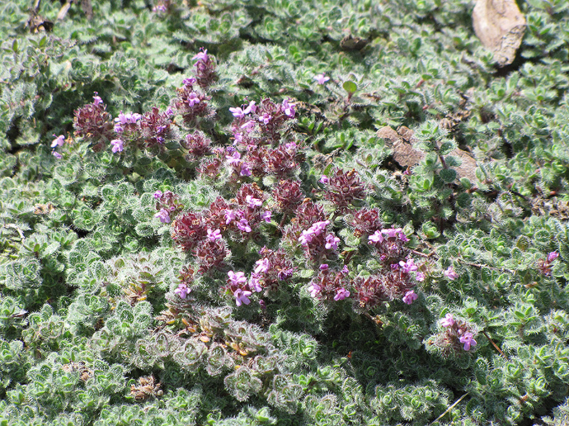 Wooly Thyme (Thymus pseudolanuginosis) at Ritchie Feed & Seed Inc.