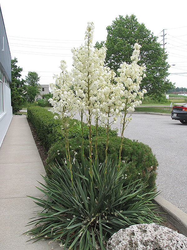 Adam's Needle (Yucca filamentosa) at Ritchie Feed & Seed Inc.