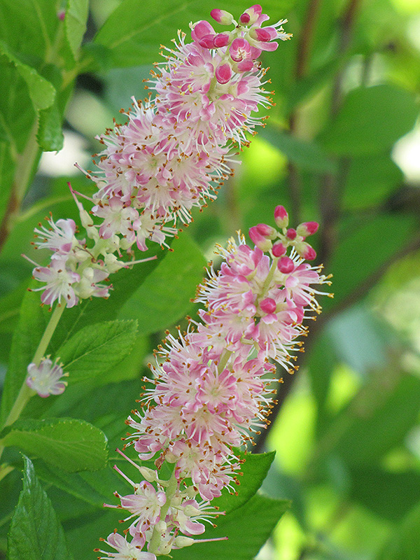 Ruby Spice Summersweet (Clethra alnifolia 'Ruby Spice') at Ritchie Feed & Seed Inc.