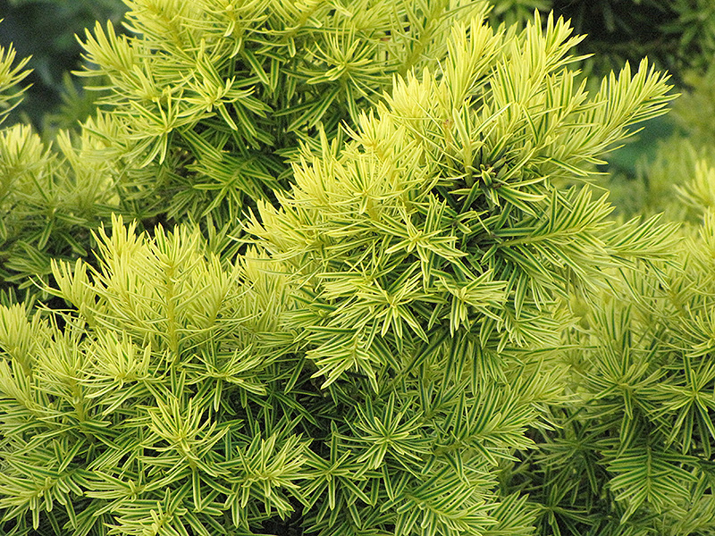 Dwarf Golden Japanese Yew (Taxus cuspidata 'Nana Aurescens') at Ritchie Feed & Seed Inc.