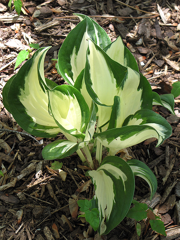 Fire and Ice Hosta (Hosta 'Fire and Ice') at Ritchie Feed & Seed Inc.