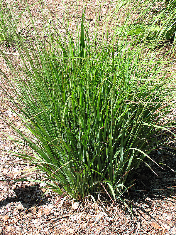 Moorhexe Purple Moor Grass (Molinia caerulea 'Moorhexe') at Ritchie Feed & Seed Inc.