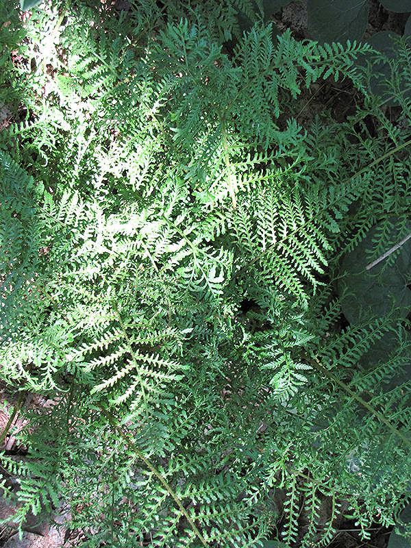 Male Fern (Dryopteris filix-mas) at Ritchie Feed & Seed Inc.