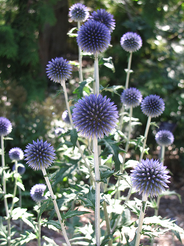 Veitch's Blue Globe Thistle (Echinops ritro 'Veitch's Blue') at Ritchie Feed & Seed Inc.