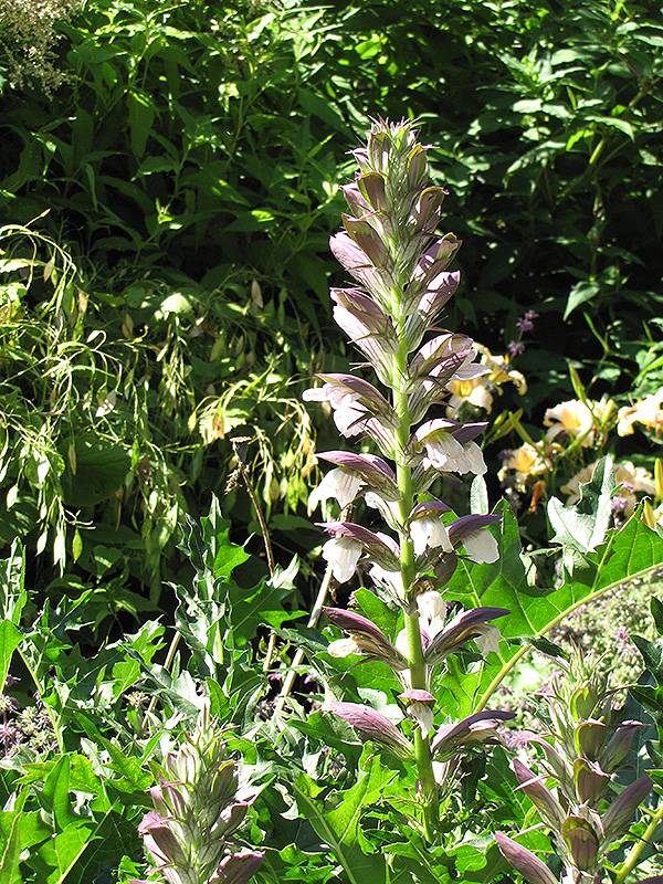 Bear's Breeches (Acanthus spinosus) at Ritchie Feed & Seed Inc.