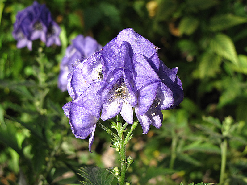 Autumn Monkshood (Aconitum carmichaelii 'Arendsii') at Ritchie Feed & Seed Inc.