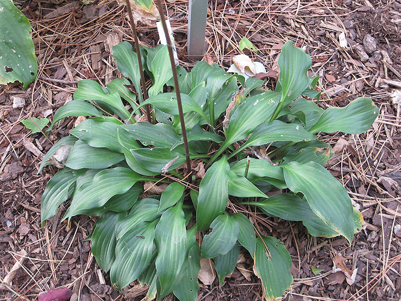 Little Red Rooster Hosta (Hosta 'Little Red Rooster') at Ritchie Feed & Seed Inc.