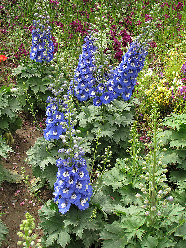 Magic Fountains Blue White Bee Larkspur (Delphinium 'Magic Fountains Blue White Bee') at Ritchie Feed & Seed Inc.