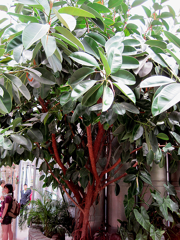 Rubber Tree (Ficus elastica) at Ritchie Feed & Seed Inc.