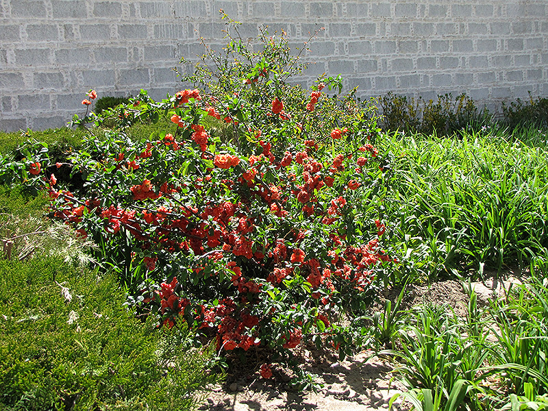 Cameo Flowering Quince (Chaenomeles speciosa 'Cameo') at Ritchie Feed & Seed Inc.