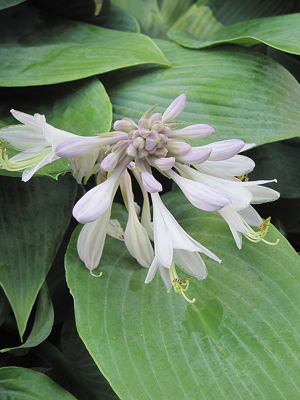 Halcyon Hosta (Hosta 'Halcyon') at Ritchie Feed & Seed Inc.