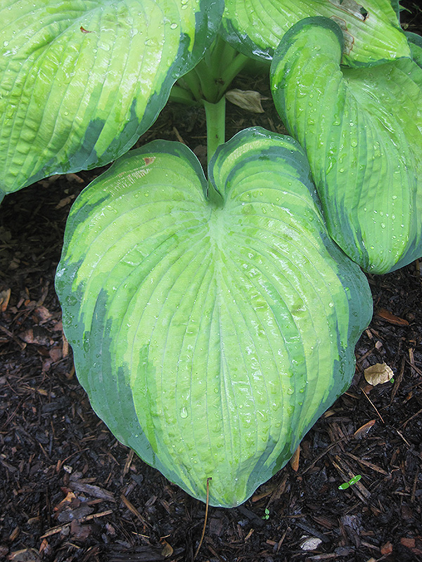 Color Glory Hosta (Hosta 'Color Glory') at Ritchie Feed & Seed Inc.