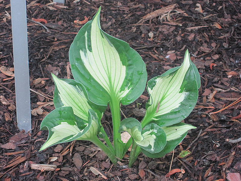 Whirlwind Hosta (Hosta 'Whirlwind') at Ritchie Feed & Seed Inc.