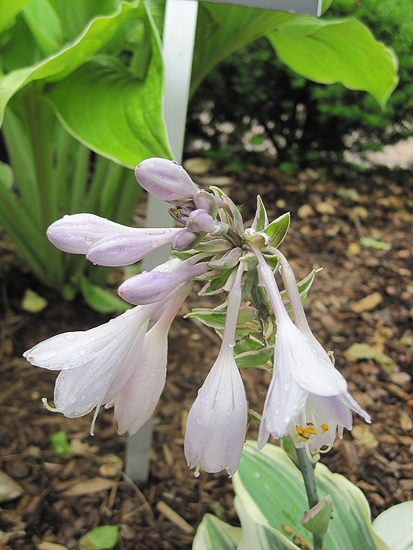Blue Ivory Hosta (Hosta 'Blue Ivory') at Ritchie Feed & Seed Inc.