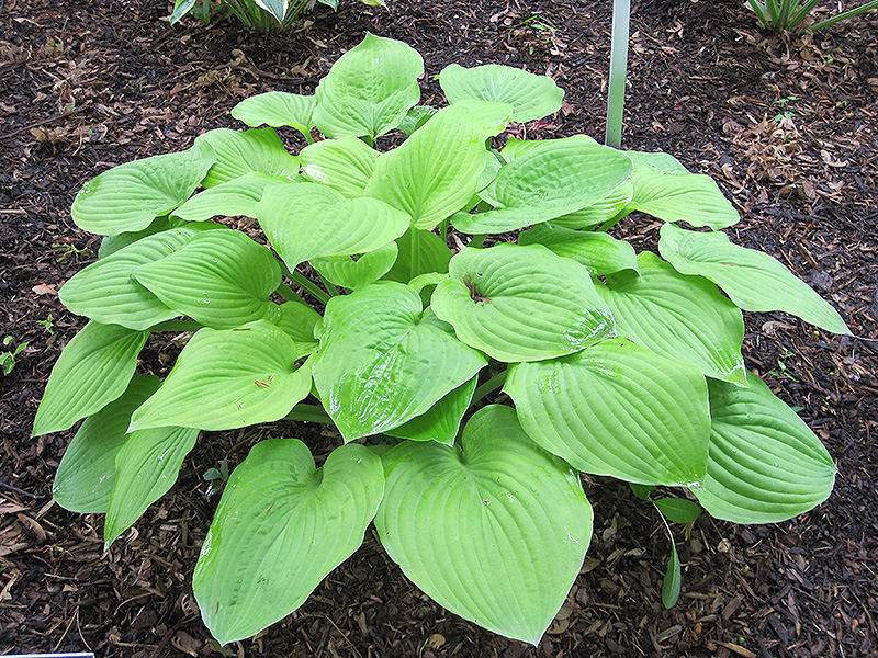 August Moon Hosta (Hosta 'August Moon') at Ritchie Feed & Seed Inc.
