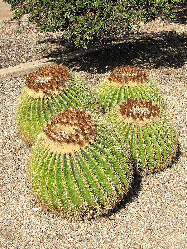 Golden Barrel Cactus (Echinocactus grusonii) at Ritchie Feed & Seed Inc.