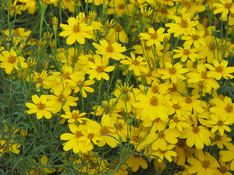Zagreb Tickseed (Coreopsis verticillata 'Zagreb') at Ritchie Feed & Seed Inc.