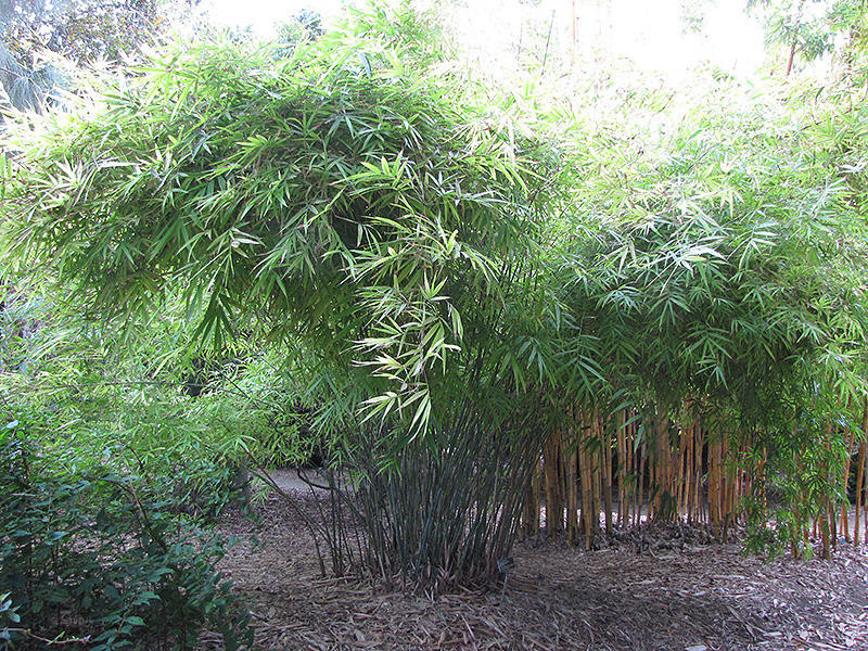 Khasia Bamboo (Drepanostachyum khasianum) at Ritchie Feed & Seed Inc.