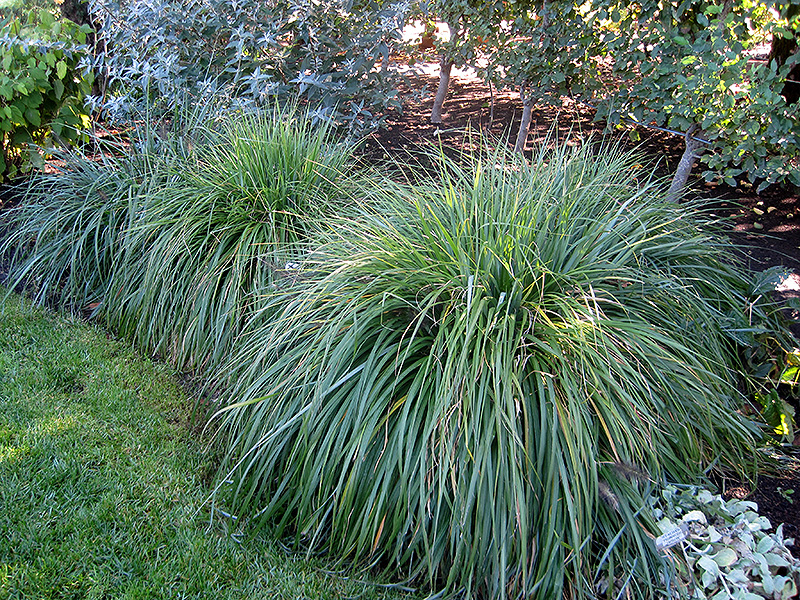 Moudry Fountain Grass (Pennisetum alopecuroides 'Moudry') at Ritchie Feed & Seed Inc.