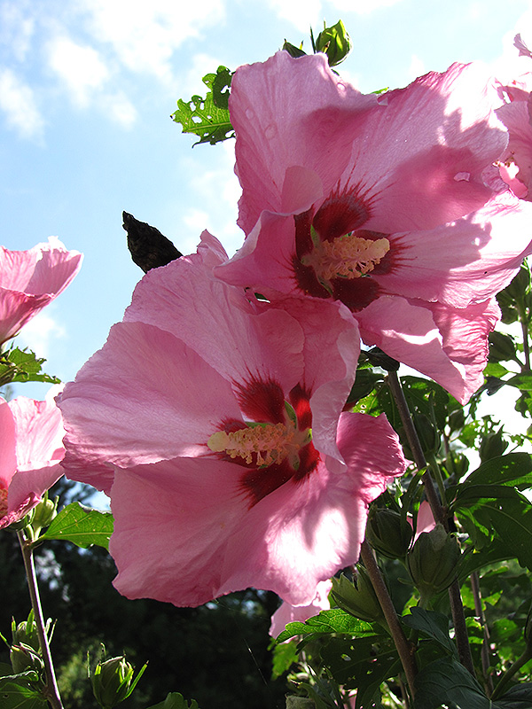 Pink Giant Rose of Sharon (Hibiscus syriacus 'Pink Giant') at Ritchie Feed & Seed Inc.