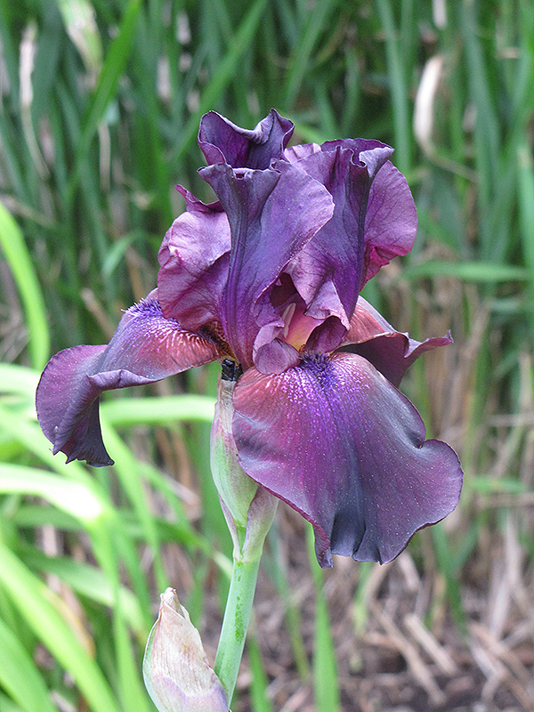 Superstition Iris (Iris 'Superstition') at Ritchie Feed & Seed Inc.