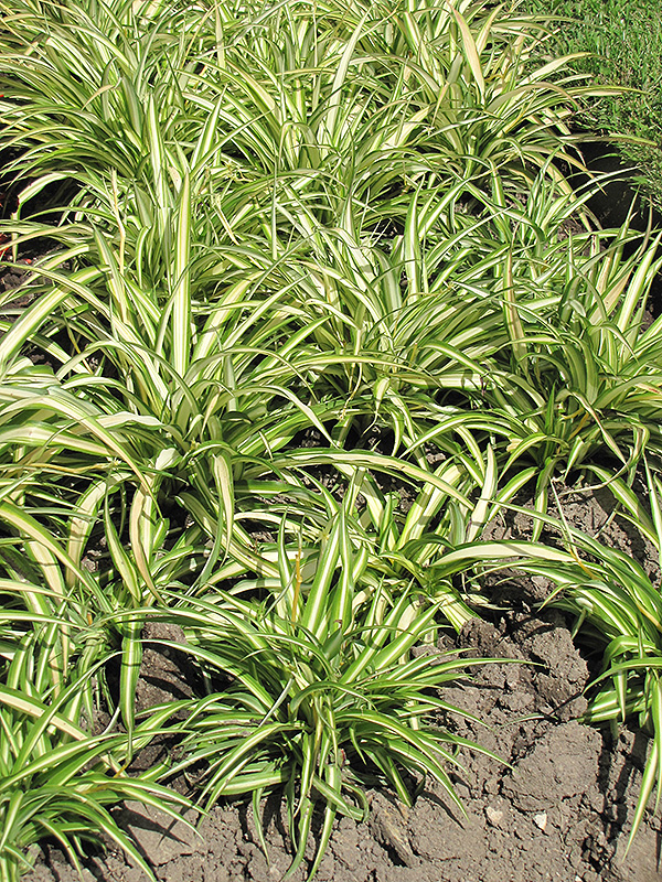 Variegated Spider Plant (Chlorophytum comosum 'Variegatum') at Ritchie Feed & Seed Inc.