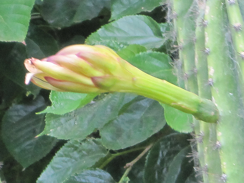 Peruvian Apple Cactus (Cereus peruvianus) at Ritchie Feed & Seed Inc.