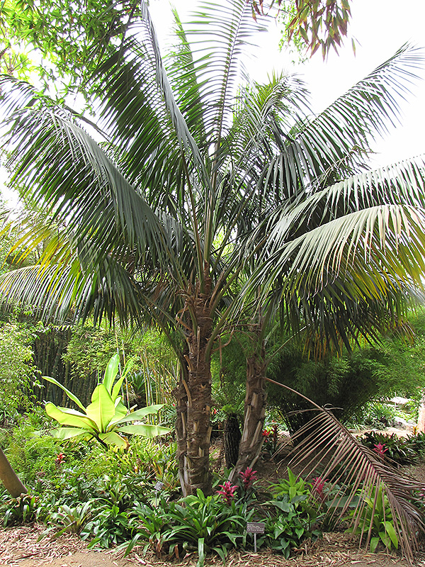Kentia Palm (Howea forsteriana) at Ritchie Feed & Seed Inc.